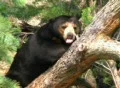 Sun Bear Relaxing in Tree Footage