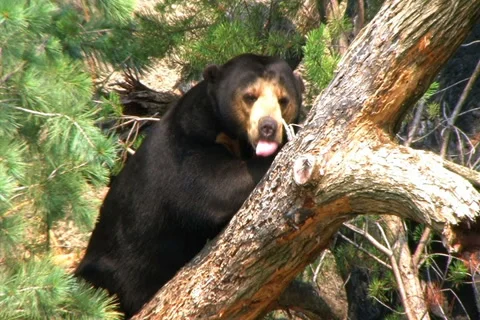 Sun Bear Relaxing in Tree Video stock 2753936