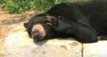 Sun Bear Scratching Head HD Footage