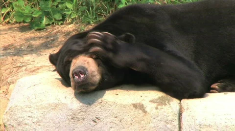 Sun Bear Scratching Head Stock Footage 99946