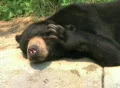 Sun Bear Scratching Head Footage