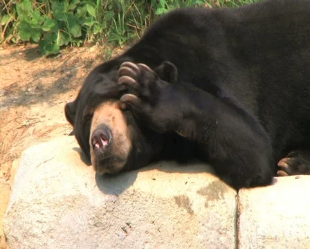 Sun Bear Scratching Head Stock Footage 2818410