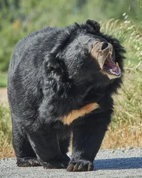 Sun bear showing aggressive behavior with open mouth Stock Photos