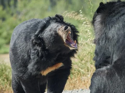 Sun bear showing aggressive behavior toward another bear Stock Photos