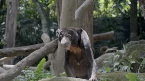 Sun bear sits on a rock in a forest Stock Footage 331445110