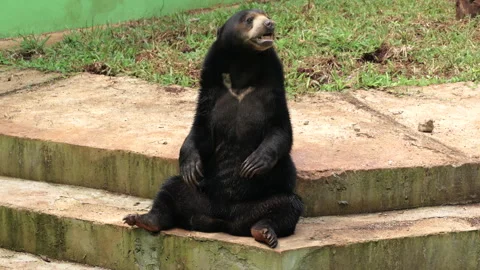 Sun Bear sitting on the floor and looking around Stock Footage 274409721