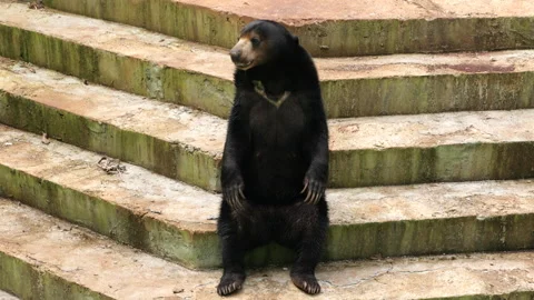 Sun Bear sitting on the floor and looking around Stock Footage 274410290