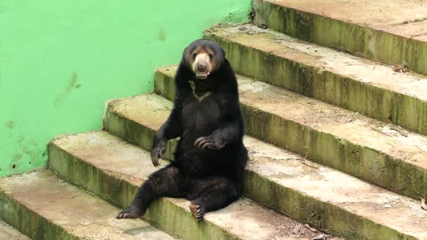 Sun Bear sitting on the floor and looking around Stock Footage 274410323