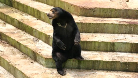 Sun Bear sitting on the floor and looking around Stock Footage 274410334