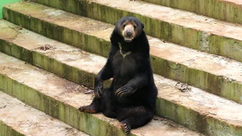 Sun Bear sitting on the floor and looking around Stock Footage 274423798