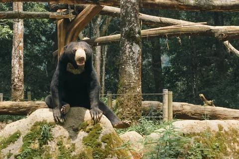 Sun bear sitting on mossy rock at Taman Safari Bogor, Indonesia wildlife park 스톡 사진