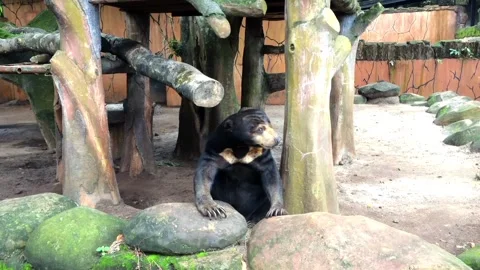 Sun bear sitting on the rocks in a zoo enclosure Stock Footage 333635793