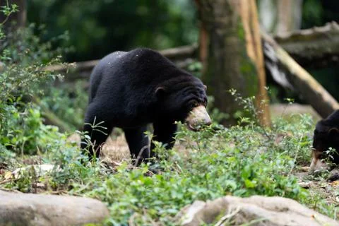 Sun Bear Sitting Upright in a Forest Zoo Stock Photos
