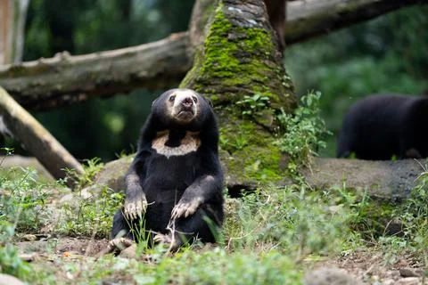 Sun Bear Sitting Upright in a Forest Zoo Stock Photos