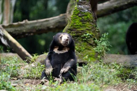 Sun Bear Sitting Upright in a Forest Zoo Stock Photos