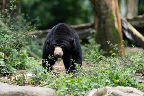 Sun Bear Sitting Upright in a Forest Zoo Stock-Fotos