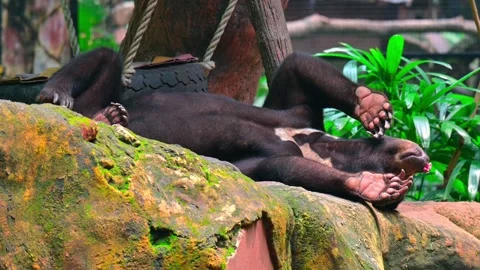 Sun bear sleep 스톡 동영상 246217074