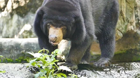 Sun Bear splash of water. Video stock 60236185