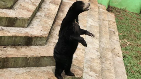 Sun Bear standing on the floor and looking around Stock Footage 274409968