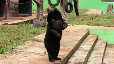 Sun Bear standing on the floor and looking around Stock Footage 274410034