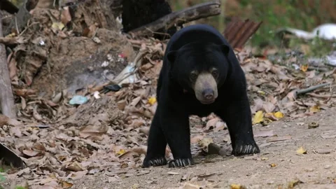 Sun bear standing on forest floor covered with dry leaves Sun bear or Stock Footage 303826667