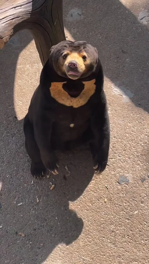 Sun bear walking on concrete ground at the zoo Stock Footage 334824421