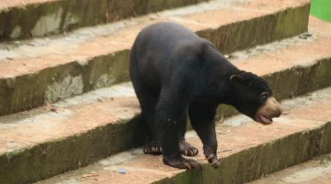 Sun Bear Walking Down Concrete Steps Stock Photos
