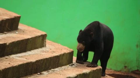 Sun Bear Walking Down Steps Stock Photos