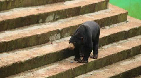Sun Bear Walking Down Steps in Zoo Enclosure Stock Photos