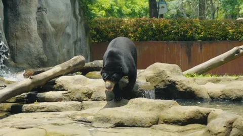 Sun bear walking on rocks in zoo enclosure Stock Footage 312789098