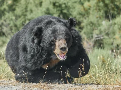 Sun bear walking toward camera in natural habitat Foto stock