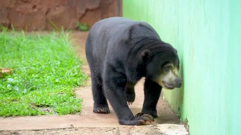 Sun bear walking in a zoo enclosure. Stock Footage 335432668