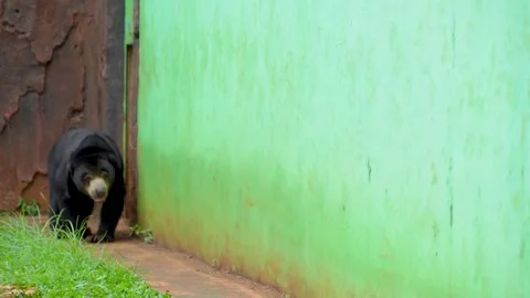 Sun bear walking in a zoo enclosure. Stockbeeldmateriaal 335432676
