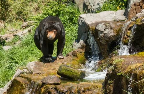 Sun Bear Waterfall Stock Photos