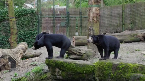 Sun bears standing on a mossy rock Stock Footage 270424875
