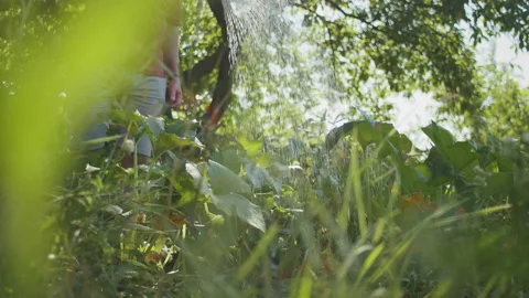 As the sun beats down, the young gardener waters his green plants in the garden Stock Footage 237593985