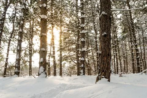 Sun in Beautiful Pine Winter Forest. Trees in Snow. Stock Photos