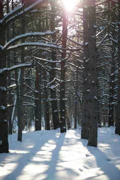 Sun in Beautiful Pine Winter Forest. Trees in Snow. Stock Photos