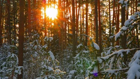Sun in beautiful winter snowy forest 스톡 동영상 70292978