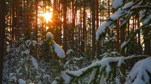 Sun in beautiful winter snowy forest 스톡 동영상 70294182