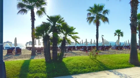 The sun beautifully illuminates the palm trees on the beach. Stock Footage 247081803