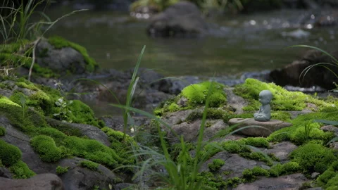 Sun bed moss stream clear Zen space Stock Footage 241238285