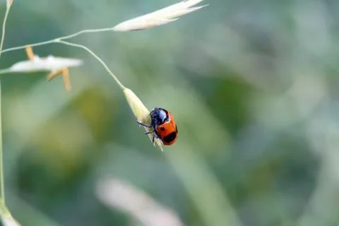 The sun beetle creeps on the grass. Stock Photos