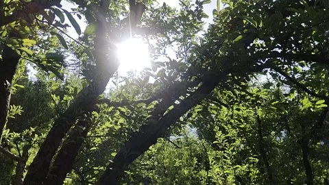 Sun beetween trees forest Stock Footage 240930444