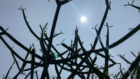Sun Behind Bare Tree Branches Against Blue Sky in Kanpur India Stockbeeldmateriaal 344162030