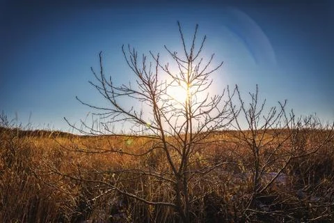 Sun behind a bare tree in winter Stock Photos