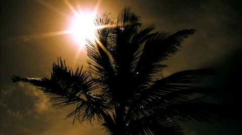 The Sun behind a Bermudan Palm Tree Stock Footage 680215