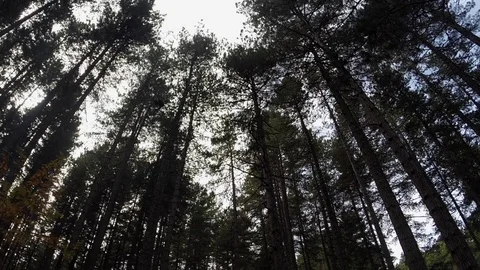 Sun behind big trees Stock Footage 76523495