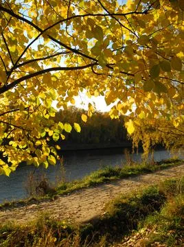 Sun behind branches Stock Photos
