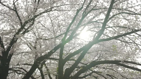 Sun Behind Cherry Blossom Branches - Move Right Video stock 62446997